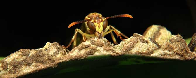 马蜂在房间不飞出去怎么办