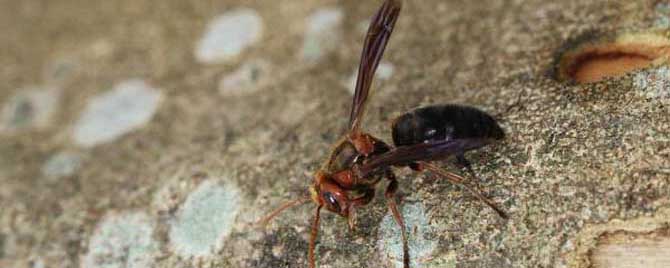 被牛角蜂蛰了多久过危险