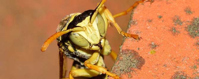 为什么家里招马蜂