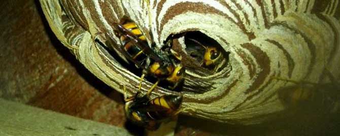 在家里打死了一只马蜂会被报复吗