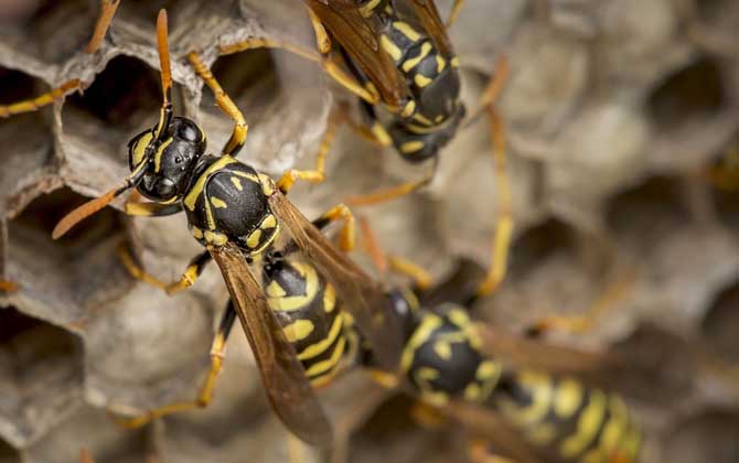 马蜂在窗户角筑巢怎么办