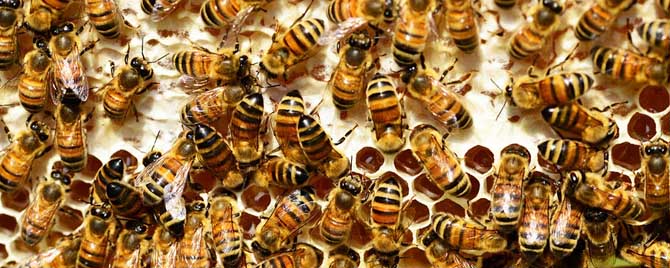 合并蜂群有哪些方法