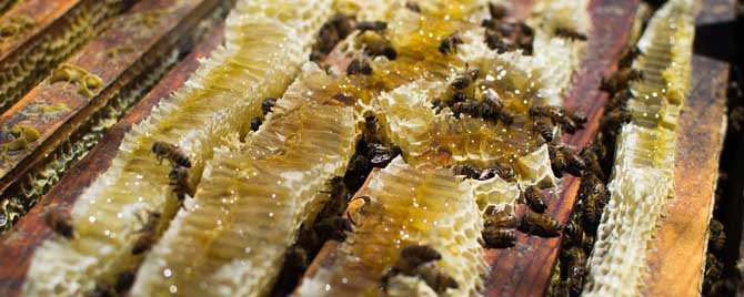 怎样间接合并蜂群