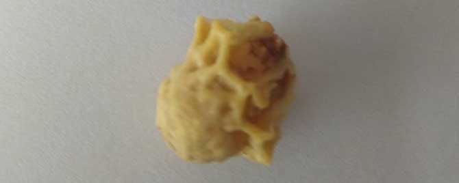 怎么样使蜂群建造王台