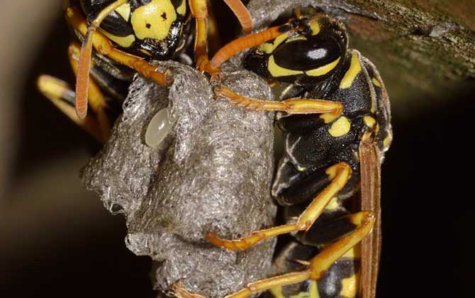 马蜂记仇会记多久