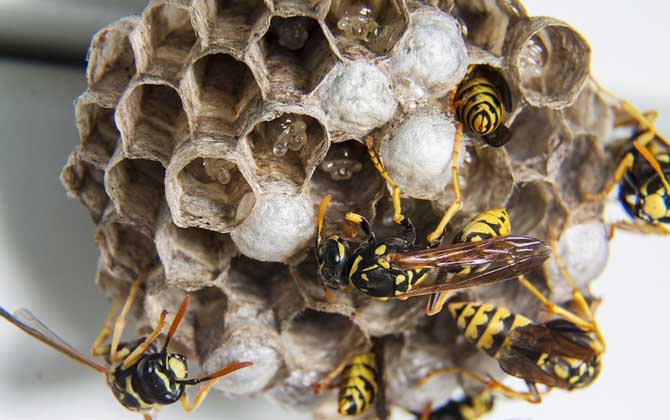 窗外有马蜂窝吉利吗