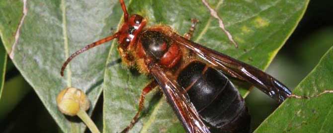 虎头蜂喜欢在什么地方做窝