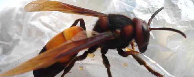 虎头蜂最怕什么东西