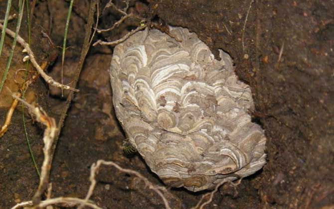 地雷蜂是什么
