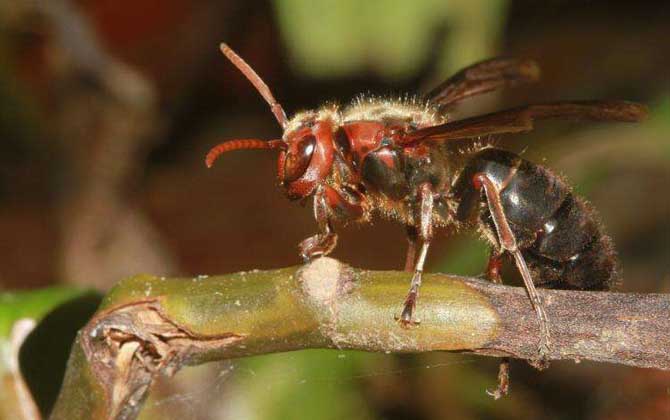 黑绒胡蜂(黑腹虎头蜂)是什么