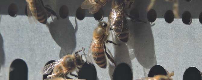 河南蜜蜂秋繁什么时候开始