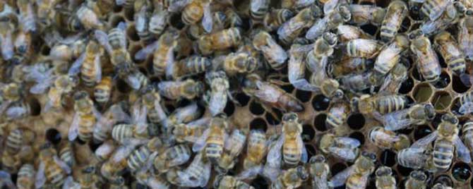 立秋过后南方中蜂可以秋繁吗