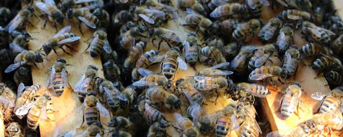 蜜蜂秋繁什么时候育王好