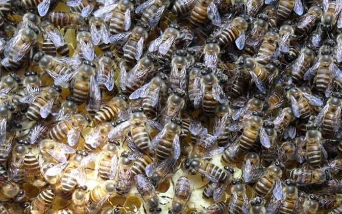 合并蜂群是什么意思