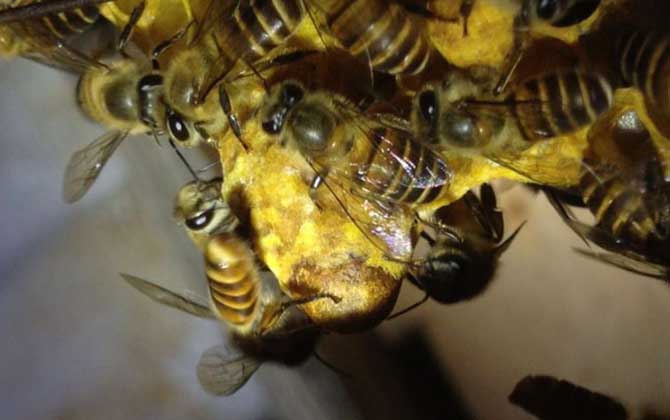 分蜂王台是什么意思