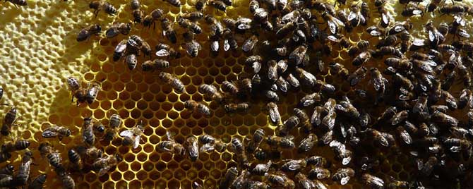 蜜蜂秋繁怎样饲喂蜂群