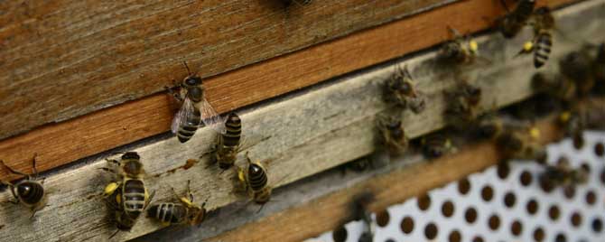 意蜂秋繁什么时候关王