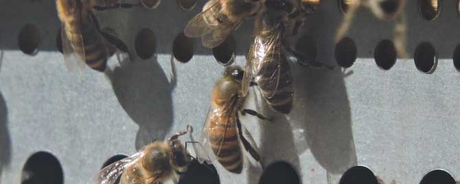 重庆蜜蜂秋繁什么时候开始