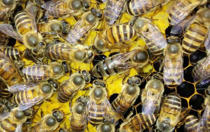 广东中蜂秋繁什么时候结束