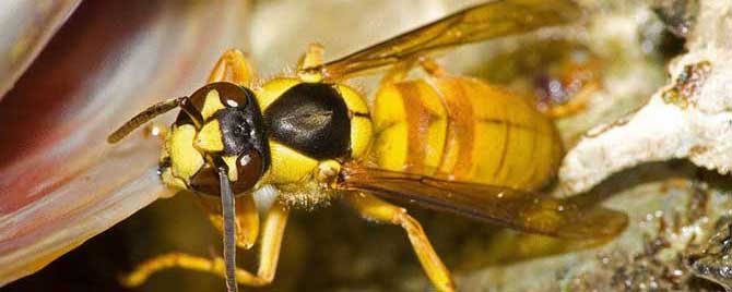 黄蜂入宅做窝是福还是祸