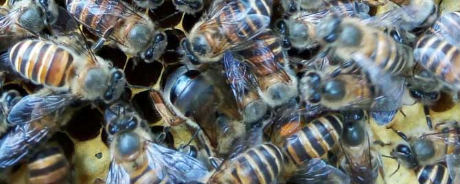 蜜蜂冬天不保暖能过冬吗