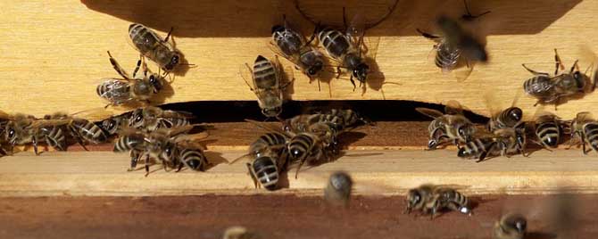 蜜蜂的过冬方式是冬眠吗