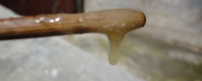 掺白糖的蜂蜜怎么辨别出来