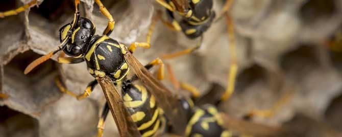 胡蜂(马蜂)冬眠吗
