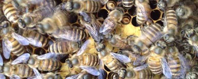 中蜂和意蜂有什么区别