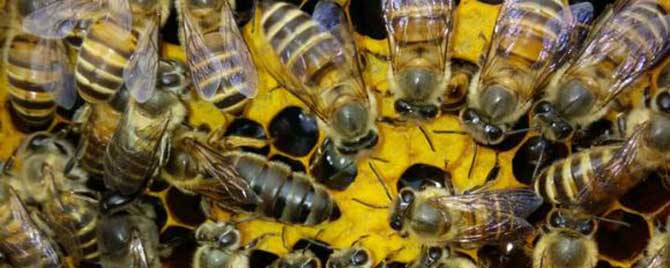 中蜂十八逃是哪十八逃