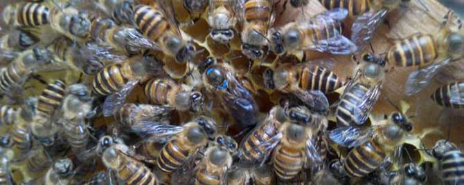 中蜂冬天喂什么饲料