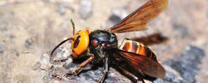 虎头蜂100只能泡多少酒