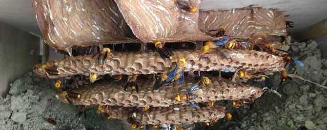 鬼头蜂vs虎头蜂谁厉害