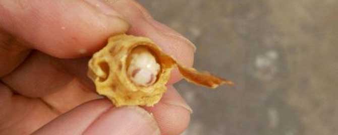 消除分蜂热有哪些小妙招