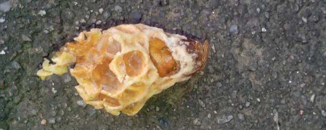 蜜蜂分蜂热有什么表现