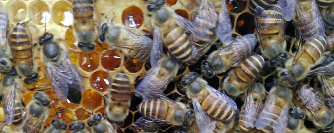 春季中蜂分蜂怎样处理