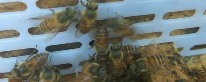 最简单人工分蜂办法是什么