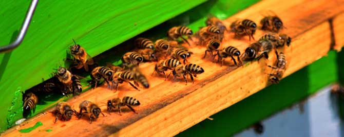 合并蜂群的原理及方法是什么