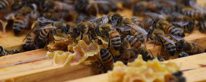 合并蜂群多久可以稳定下来