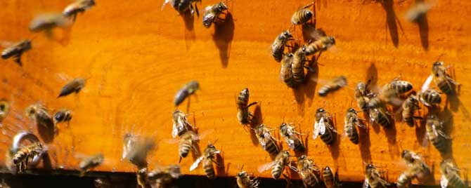 蜜蜂合群多久才能放出来