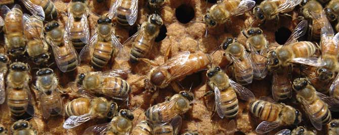 怎样用空气清新剂合并蜂群