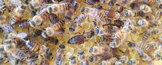 蜂王婚飞前征兆有哪些