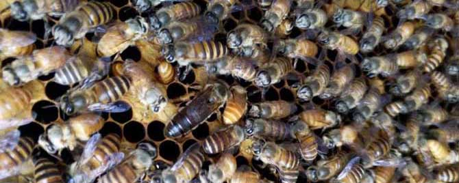 蜂群失王会出现什么现象