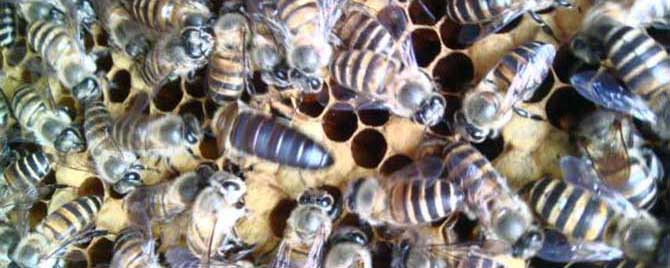 冬天中蜂失王会急造王台吗