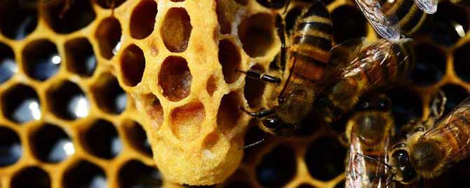 急造王台与自然王台有什么区别