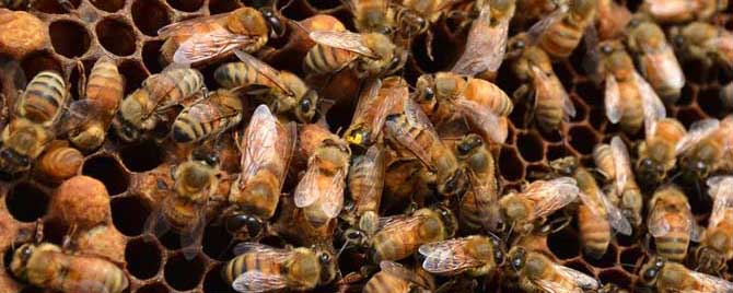 蜂群失王后怎样介王最好