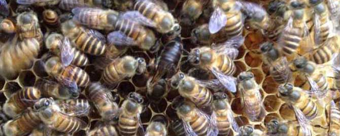 中蜂介王方法怎样百分百成功