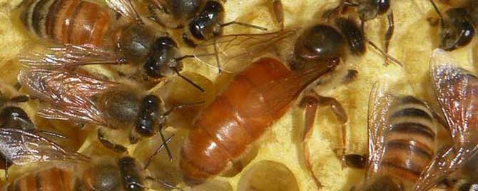 失王后多久可以介入新王