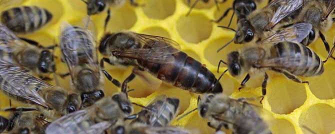 蜜蜂失王了晚上有什么表现