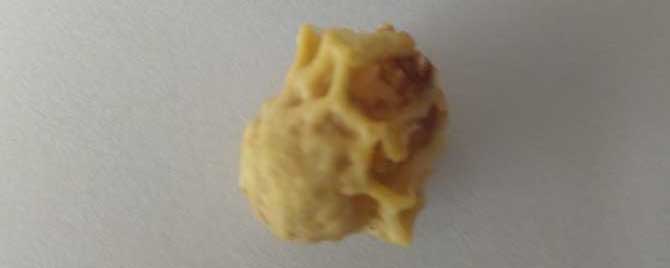 新手怎样人工培育蜂王